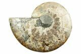 Cut & Polished Ammonite Fossil (Half) with Pyrite - Madagascar #347550-1